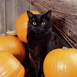 Black Cat - with pumpkins & broomstick