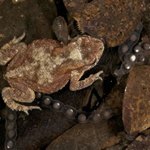 Black-chested Dwarf Toad in water with eggs - Tanzania - Africa