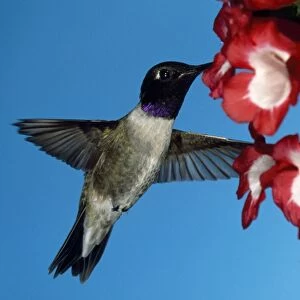 Black-chinned Hummingbird - male