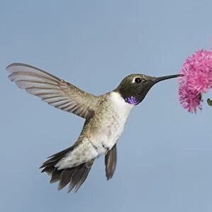 Black-chinned Hummingbird - male - in flight feeding at flower - British Columbia - Canada BI018949
