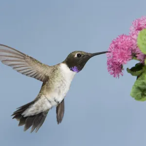 Black-chinned Hummingbird - male - in flight feeding at flower - British Columbia - Canada BI018949