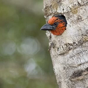 Black-collared Barbet at entrance to nest in nesting box made from sisal stem. Sings synchronised duets. Frugivorous, also taking insects. Inhabits woodland, riparian and coastal dune forests