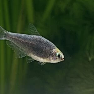 Black emperor tetra – side view, tropical freshwater Columbia 002815
