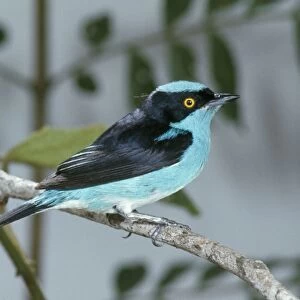 Black-faced Dacnis - Perched on branch
