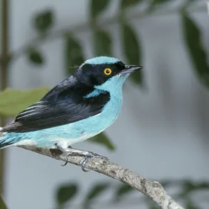 Black-faced Dacnis - Perched on branch