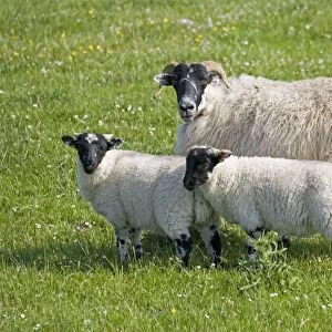 Black faced ewe sheep and lambs Port Charlotte Isle of Islay Scotland UK