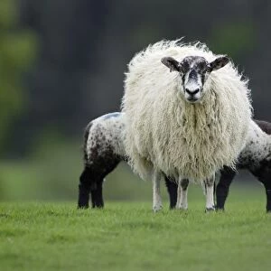 Black-faced Sheep - Ewe suckling two lambs on meadow, Northumberland UK