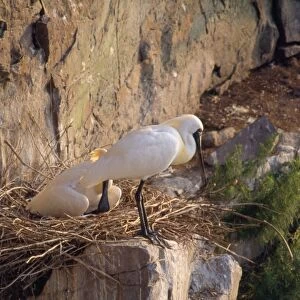 Black-faced Spoonbill - adults at nest