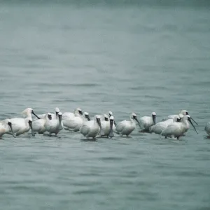 Black-faced Spoonbills - small flock wading, some showing breeding plumage