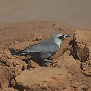 Black-faced Woodswallow - drinking at drying pool At Lajamanu, an aboriginal settlement on the northern edge of the Tanami Desert, Northern Territory, Australia. Found in open forests, plains and farmland in drier country