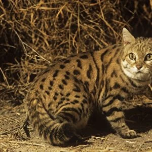 Black-footed Cat / Small Spotted Cat Botswana Africa