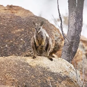 Black-footed Rock Wallaby / Black-flanked Rock Wallaby - On a rocky hill just north of Alice Springs near the Old Telegraph Station, Northern Territory, Australia