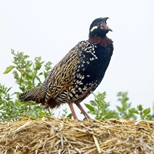 Black Francolin - male calling on territory - April - Cyprus