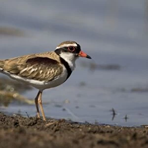 Black-fronted Dotterel At Munkayarra wetlands near Derby, Kimberley, Western Australia. Common and widespread throughout most of Australia wherever there is water, permanent or ephemeral