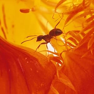 Black Garden Ants SPH 2431 UK Lasius niger © Steve Hopkin / ARDEA LONDON