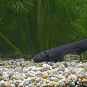 Black Ghost Knifefish – side view on bottom by weeds Dist:s America UK