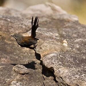 Black Grasswren - Bounds from rock to rock disappearing through crevices beneath giant boulders reappearing farther on as they move through their territory. A rare Australian grasswren confined to huge sandstone gorges