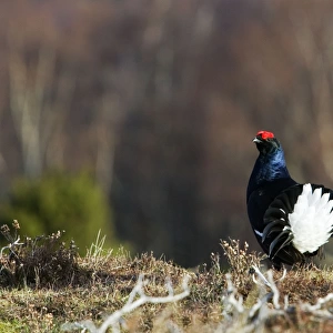 Black Grouse -Cock on lek early morning - Moorland - April - Scotland UK