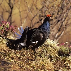 Black Grouse - male in heather Swiss Alps