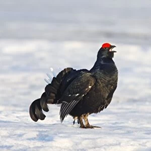 Black Grouse - male in snow calling - Sweden