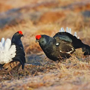 Black Grouse - males displaying in lek - Sweden