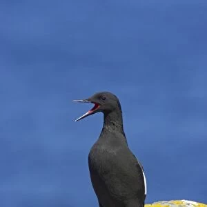 Black Guillemot - Calling Mousa Island, Shetland Islands, UK BI010265
