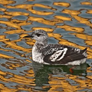 Black Guillemot - first winter bird - swimming in harbour with colourful reflections in water - Burghead - Scotland