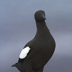 Black Guillemot Mousa Island, Shetland Islands, UK BI010296