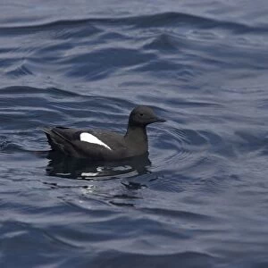 Black Guillemot - On sea Offshore of Fetlar, Shetland Islands, UK BI010249