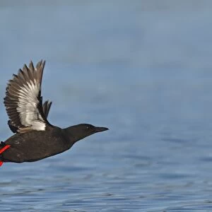 Black Guillemot / Tystie - in flight above water - Norway