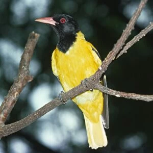 Black-haeded Oriole