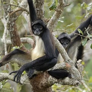Black-handed Spider Monkey Belize