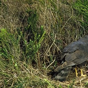 Black Harrier - at nest with chicks