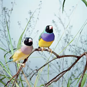 Black-headed Gouldian Finch - pair