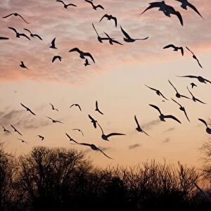 Black-headed Gull - flock of black headed gulls in flight at sundown - England, UK