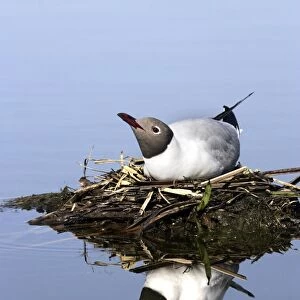 Black-headed Gull - at nest. Hungary