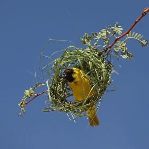 Black-headed / Spotted-backed / Village Weaver - at nest