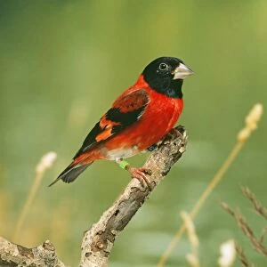 Black-hooded Red Siskin - male