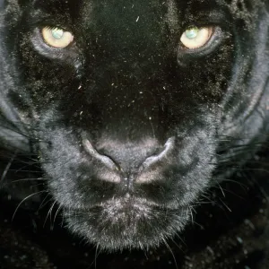 Black Jaguar / Black Panther