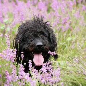 Black labradoodle sitting in field