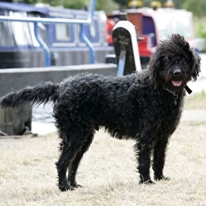Black labradoodle standing in front of barge