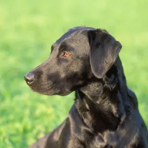 Black Labrador Dog