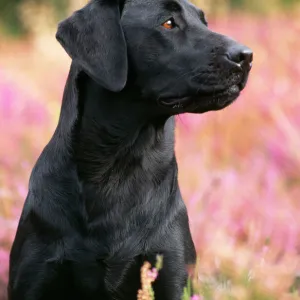 Black Labrador Dog