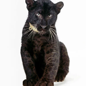 Black Leopard / Panther - cub 16 weeks old sitting with diamond collar