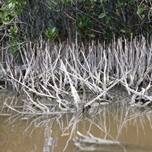Black Mangrove - aerial roots