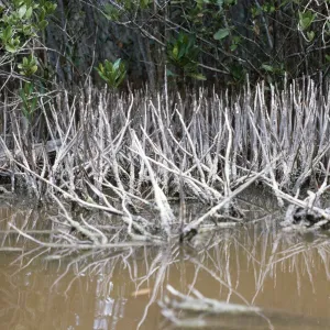 Black Mangrove - aerial roots