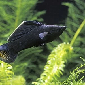 Black Molly Fish