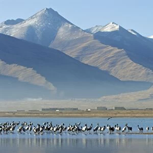 Black necked Crane - Tibet