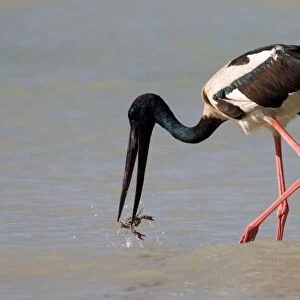 Black-necked Stork / Jabiru- catching a crab At Roebuck Bay, Broome, Western Australia. Inhabits coastal areas and inland wetlands. Sometimes in small patches of ephemeral water and pools in otherwise dry rivers