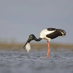 Black-Necked Stork / Jabiru / Korrorook / Monti - female snatching flat fish in shallow seawater over tidal mudflats - Queensland - Australia